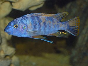 ماهی سیچلاید مارمالاد ( کالیکو )