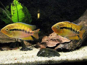 ماهی سیچلاید رنگین کمان ( افرا )