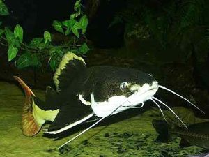 گربه ماهی ردتیل