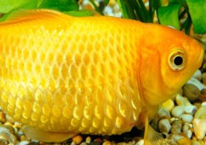 بیماری آب آوردن شکم ماهی