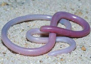 بیماری کرم های انگل نوک پهن ماهی