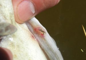 بیماری انگل لرنه آ ماهی ( کرم قلاب دار )