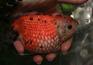 بیماری بیرون زدگی فلس ها