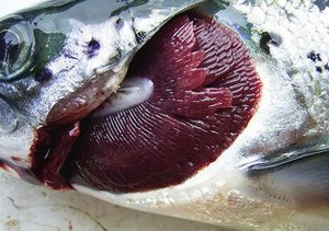 بیماری باکتریایی آبشش ماهی