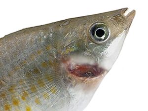 بیماری باکتریایی آبشش ماهی