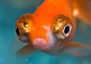 بیماری بیرون زدگی چشم ماهی