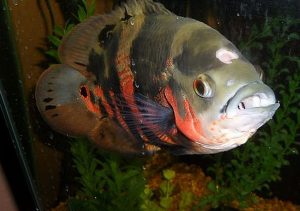 بیماری هگزامیتا ماهی ( سوراخ سر )