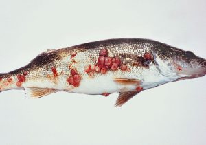 بیماری های ویروسی ماهی