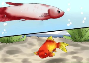 بیماری پوست مخاطی ماهی