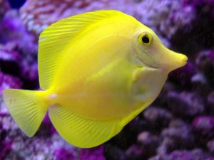 ماهی تانگ زرد ( جراح ماهی زرد )