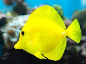ماهی تانگ زرد ( جراح ماهی زرد )
