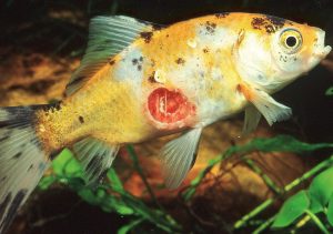 بیماری خال خالی شدن پوست ماهی