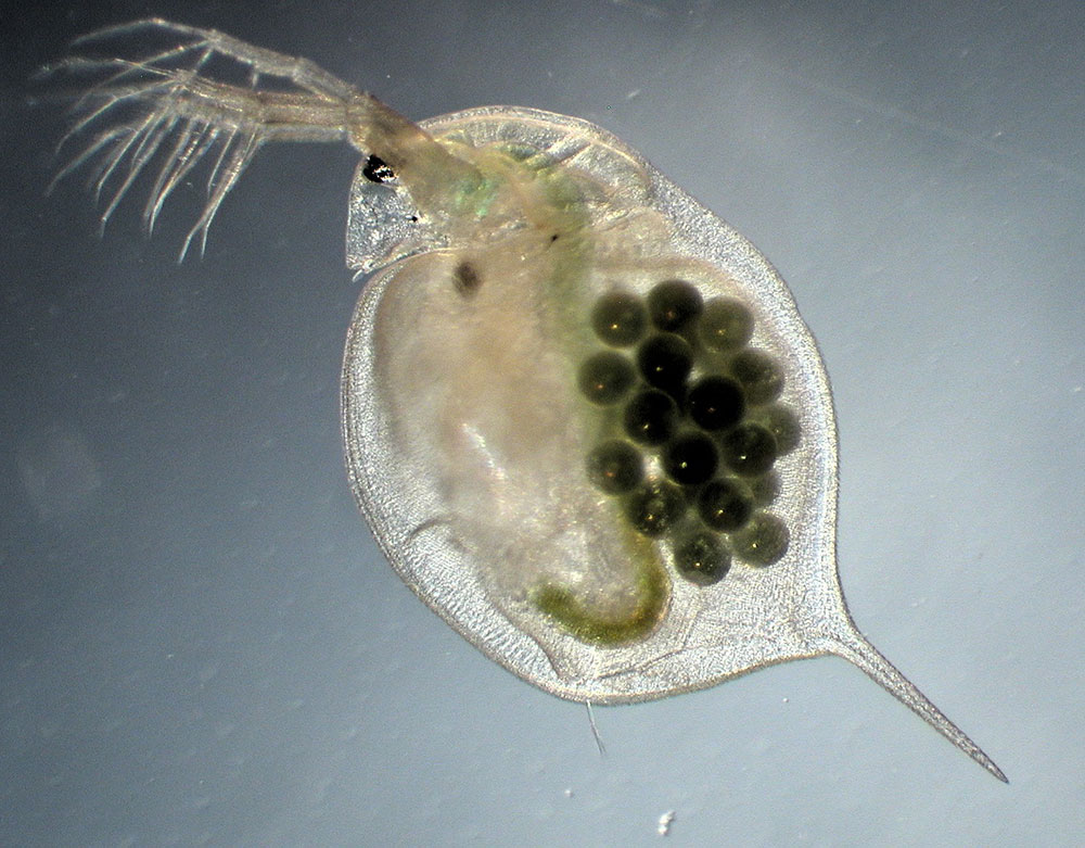 دافنی ماده دارای تخم در حال رشد و نمو جنین