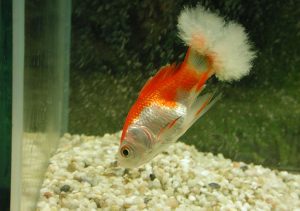 بیماری قارچی ساپرولگنیا ماهی