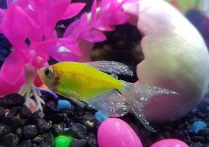 بیماری لکه سفید ماهی ( سفیدک )