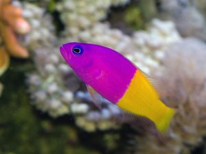 ماهی سودوکرومیس دو رنگ