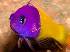 ماهی سودوکرومیس دو رنگ