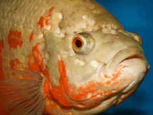 بیماری هگزامیتا ماهی ( سوراخ سر )