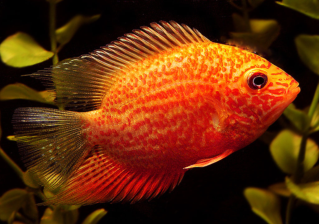 ماهی سورم خال قرمز