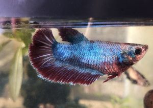 بیماری قارچ های داخلی ماهی