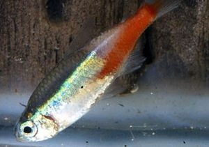 بیماری پلیستوفورا ماهی