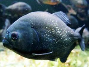ماهی پیرانای سیاه