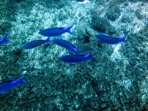ماهی کرومیس ریف آبی