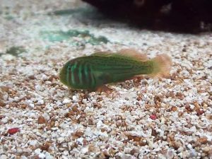 ماهی گوبی دلقک سبز ( گوبی مرجانی گوش لکه ای )