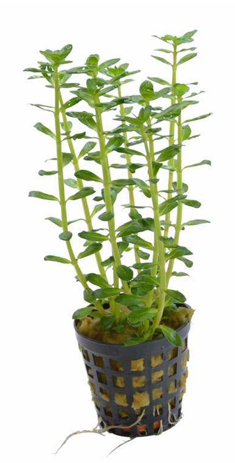 گیاه آکواریومی روتالا ایندیکا