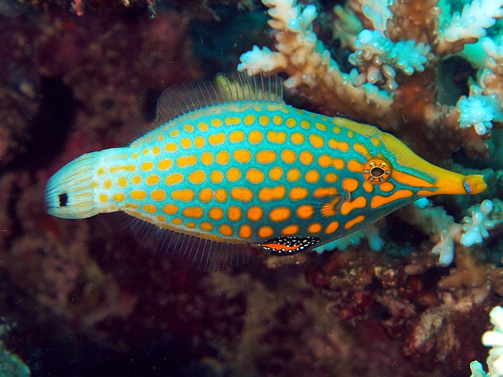 Oxymonacanthus longirostris