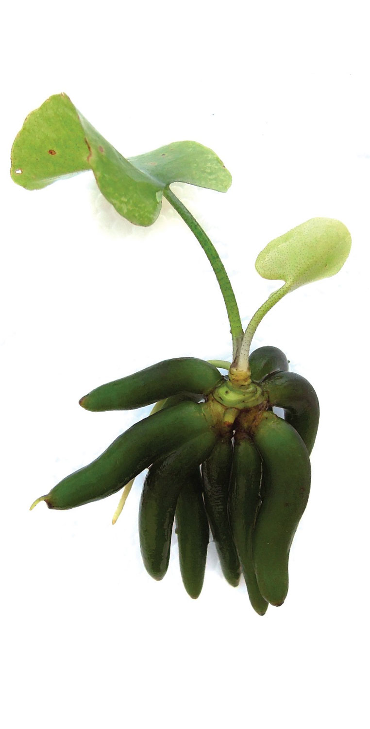 گیاه آکواریومی موزی