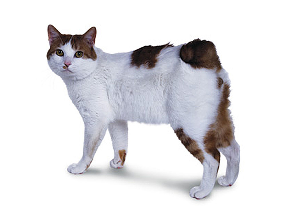 Антон решил выяснить соответствует ли изображенная на фотографии кошка породы японский бобтейл