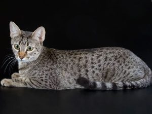 گربه نژاد مائو مصری