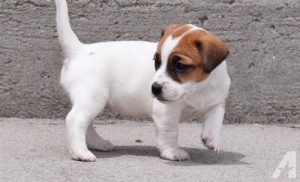 Jack Russell Terrier
