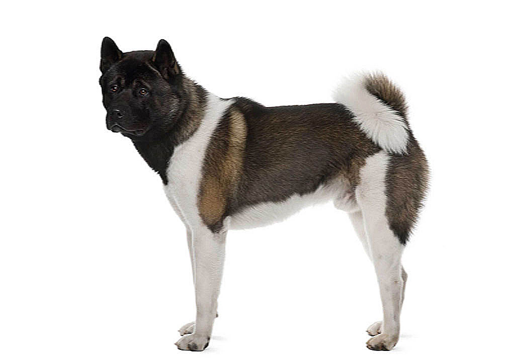 سگ نژاد آکیتا