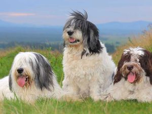 پولیش لولند شیپداگ Polish Lowland Sheepdog