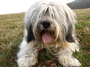 پولیش لولند شیپداگ Polish Lowland Sheepdog