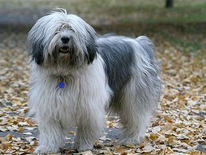 پولیش لولند شیپداگ Polish Lowland Sheepdog