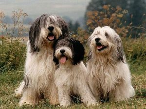 پولیش لولند شیپداگ Polish Lowland Sheepdog