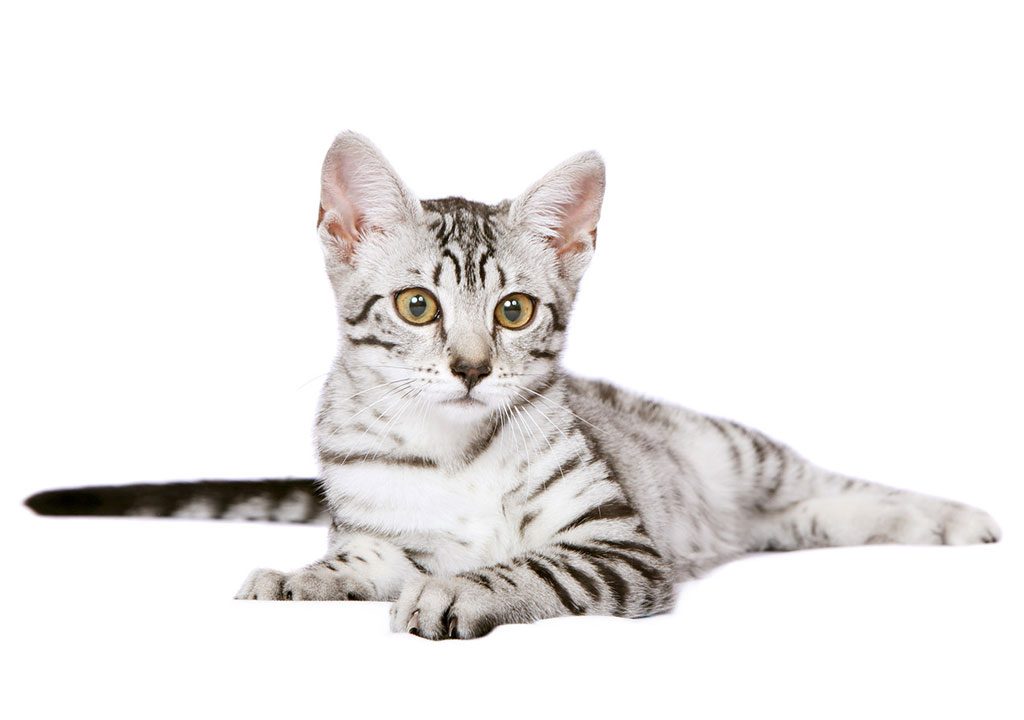 گربه نژاد مائو مصری