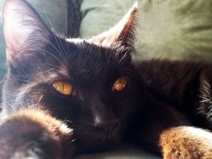 گربه نژاد هاوانا قهوه ای