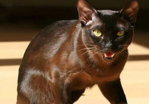 گربه نژاد هاوانا قهوه ای