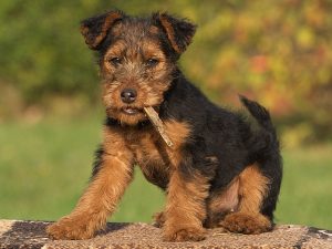 سگ نژاد ولش تریر Welsh Terrier