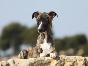 سگ نژاد ویپت Whippet