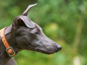 سگ نژاد ویپت Whippet