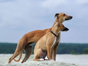 سگ نژاد ویپت Whippet