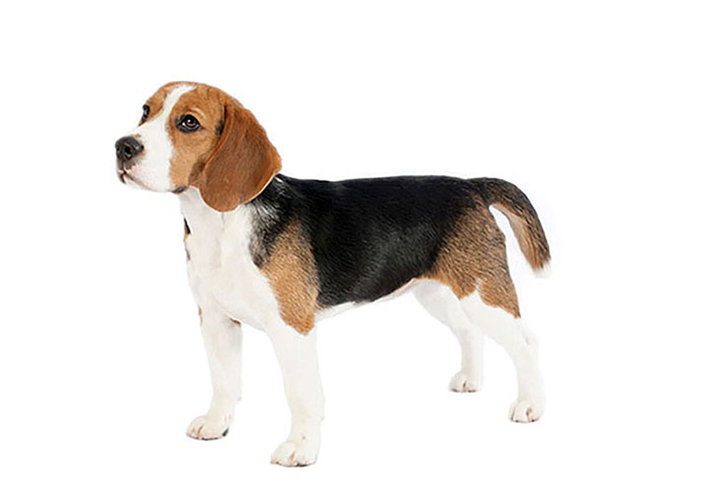 پاکت بیگل Pocket Beagle
