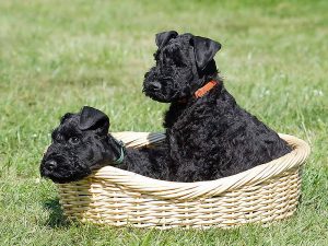 کری بلو تریر Kerry Blue Terrier