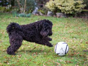 کری بلو تریر Kerry Blue Terrier