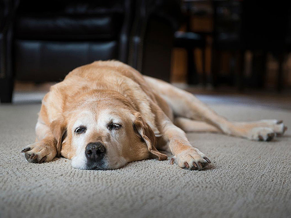 سندرم کاهش آگاهی و هوشیاری در سگ